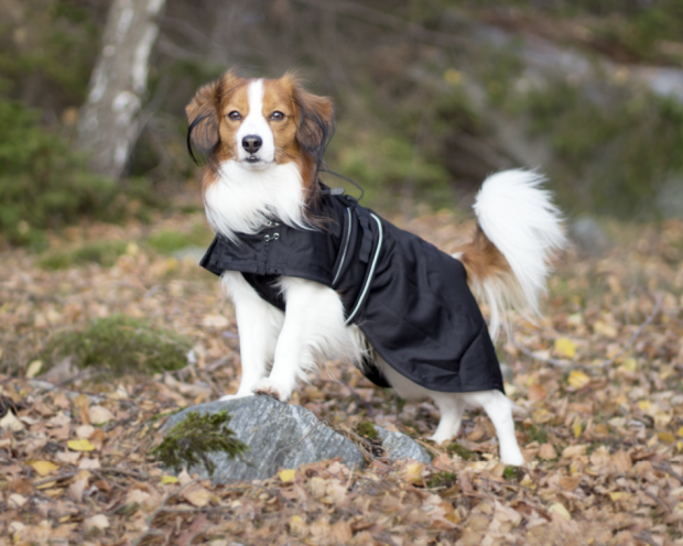 Back on Track Hunde Netzdecke/ Sommerdecke 42 bis 59 cm schwarz