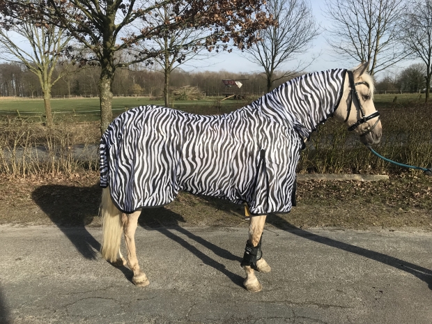 Hafer24 - Fliegendecke Weidedecke Dubai mit Halsteil zebra