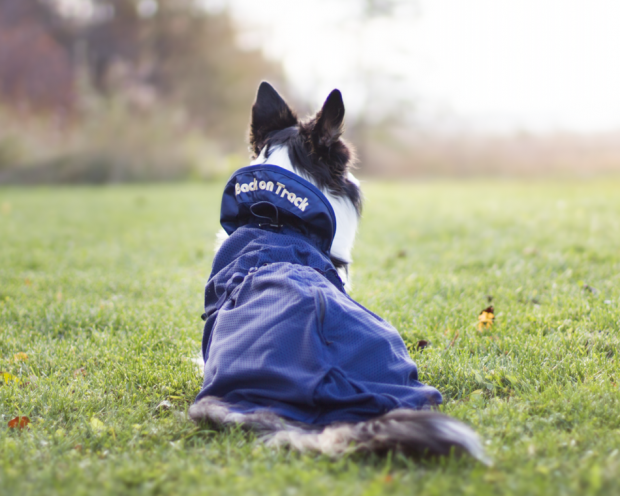 Back on Track Hunde Netzdecke/ Sommerdecke 37 cm blau