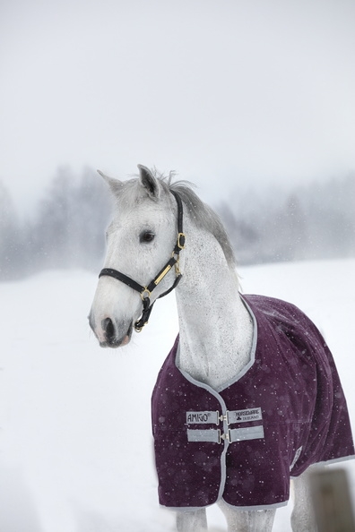 Abverkauf!!! Horseware Amigo Hero 600D Ripstop medium 200g fig/ silver Abverkauf!!! Horseware Amigo Hero 600D Ripstop medium 200g fig/ silver