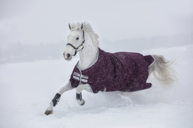 Abverkauf!!! Horseware Amigo Hero 600D Ripstop medium 200g fig/ silver Abverkauf!!! Horseware Amigo Hero 600D Ripstop medium 200g fig/ silver