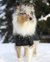 Back on Track Hundemantel Standardmantel 26 bis 40 cm