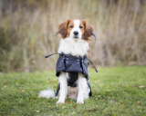 Back on Track Hundemantel Standardmantel 89cm