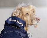 Back on Track Hunde Netzdecke/ Sommerdecke 37 cm blau