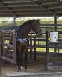 QHP Führanlagendecke Führmaschinendecke Walker 200g