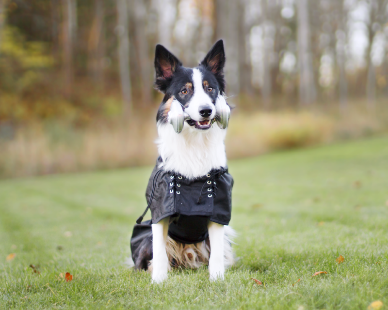 Back on Track HundeRegendecke Allwetterdecke ungefüttert 5574 cm