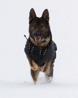 Back on Track Hunde-Regendecke Allwetterdecke mit leichter Füllung 37-52 cm