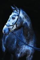 Horseware Rambo Zügel für Micklem Multibridle black