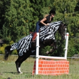 Bucas Buzz-off Riding Zebra