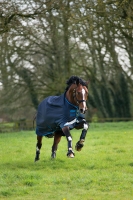 Horseware Amigo Bravo 12 Original lite 100 g navy electric