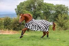 Bucas Buzz-Off & Neck Fliegendecke Regendecke zebra