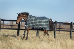 Horseware RHINO  WUG 250g medium VARI- LAYER Regendecke hunter check